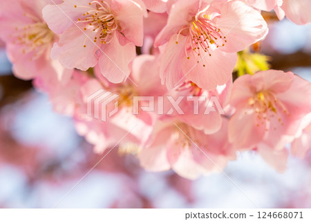 Kawazu cherry blossoms to announce the arrival of spring 124668071