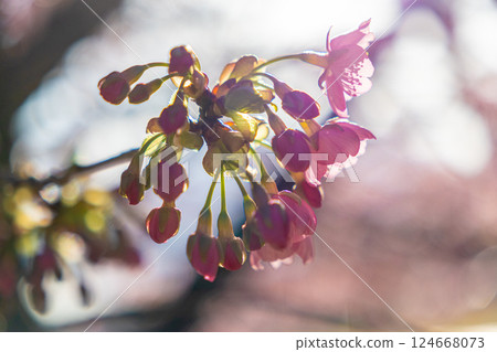Sakura taking spring sunlight 124668073