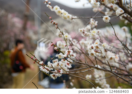 梅花與不老園(山梨縣) 梅花與不老園(山梨縣) 124668403