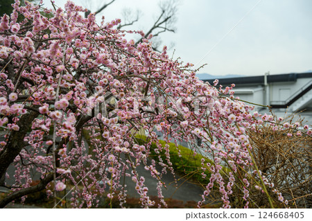 Plum blossoms at Furoen Plum Garden in Kofu (Yamanashi Prefecture) Plum blossoms at Furoen Plum Garden in Kofu (Yamanashi Prefecture) 124668405