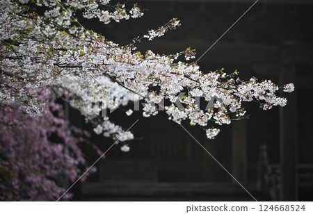 Cherry blossoms and begonias blooming at an old temple Cherry blossoms and begonias blooming at an old temple 124668524