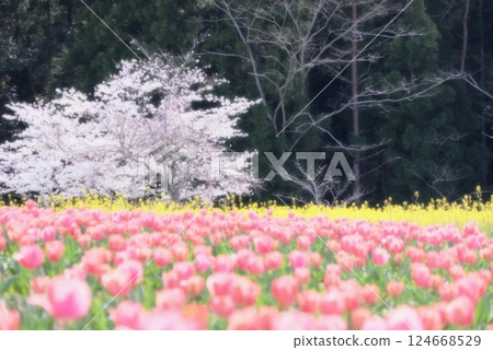 "Ozu Flower Park" Ehime Prefecture "Ozu Flower Park" Ehime Prefecture 124668529