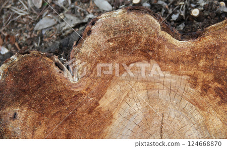 Tree rings that tell the long history of trees 124668870