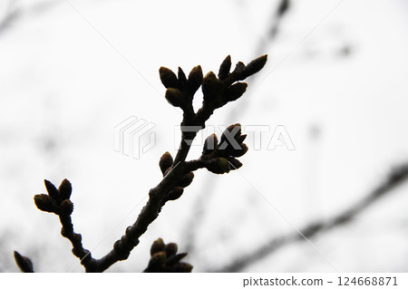 多雲的天空下,一根樹枝開始長出嫩芽 多雲的天空下,一根樹枝開始長出嫩芽 124668871