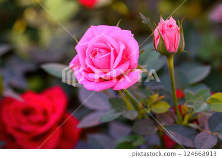 Pink Spray Rose Lovely flowers blooming in the garden, in Thailand. 124668913