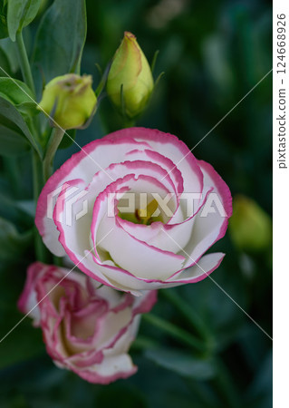 Blooming Lisianthus Flowers on a green leaf background in the garden. Blooming Lisianthus Flowers on a green leaf background in the garden. 124668926