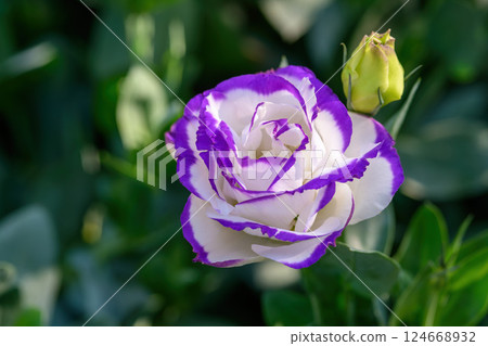 Blooming Lisianthus Flowers on a green leaf background in the garden. Blooming Lisianthus Flowers on a green leaf background in the garden. 124668932