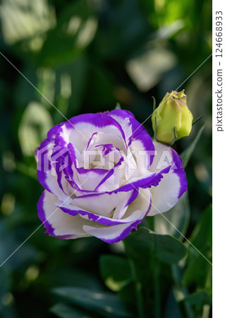 Blooming Lisianthus Flowers on a green leaf background in the garden. Blooming Lisianthus Flowers on a green leaf background in the garden. 124668933
