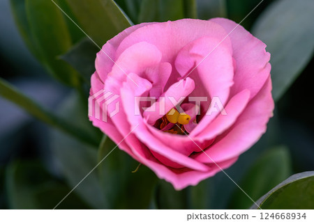 Blooming Lisianthus Flowers on a green leaf background in the garden. Blooming Lisianthus Flowers on a green leaf background in the garden. 124668934