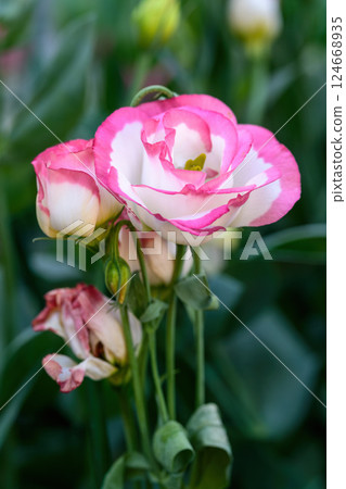 Blooming Lisianthus Flowers on a green leaf background in the garden. Blooming Lisianthus Flowers on a green leaf background in the garden. 124668935