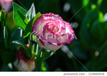 Blooming Lisianthus Flowers on a green leaf background in the garden. Blooming Lisianthus Flowers on a green leaf background in the garden. 124668936