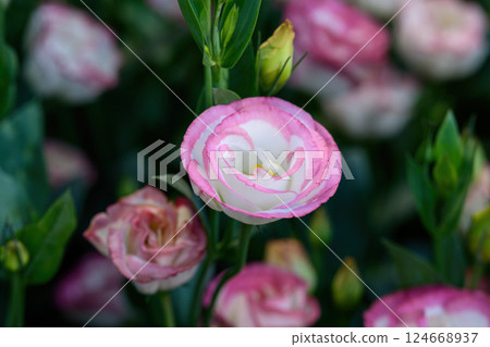 Blooming Lisianthus Flowers on a green leaf background in the garden. Blooming Lisianthus Flowers on a green leaf background in the garden. 124668937