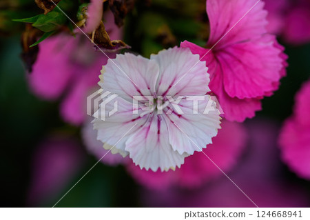 Dianthus flower Also called "pinks," blooming in the garden, in Thailand 124668941