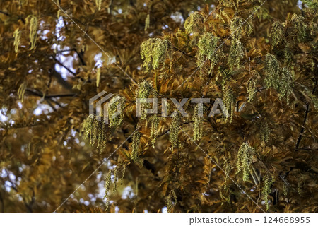 鋸齒橡樹的秋葉 124668955