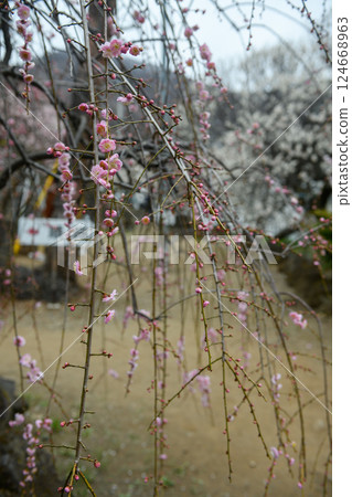 Plum blossoms at Furoen Plum Garden in Kofu (Yamanashi Prefecture) 124668963