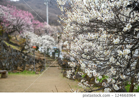 Plum blossoms and the gardens of Furoen (Yamanashi Prefecture) 124668964