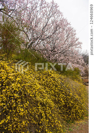 風呂園的梅花和黃梅小徑(山梨縣) 風呂園的梅花和黃梅小徑(山梨縣) 124668969