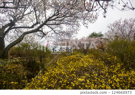 Plum and Yellow Plum Path at Furoen (Yamanashi Prefecture) 124668973