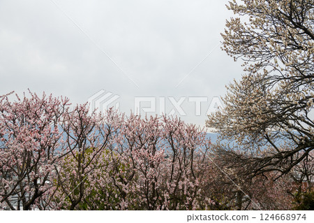 Plum blossoms at Furoen Plum Garden in Kofu (Yamanashi Prefecture) 124668974