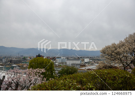 Plum blossoms and mountain ranges at Furoen Plum Garden in Kofu (Yamanashi Prefecture) 124668975