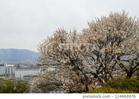 Plum blossoms and the streetscape of Furoen Plum Garden in Kofu (Yamanashi Prefecture) 124668976