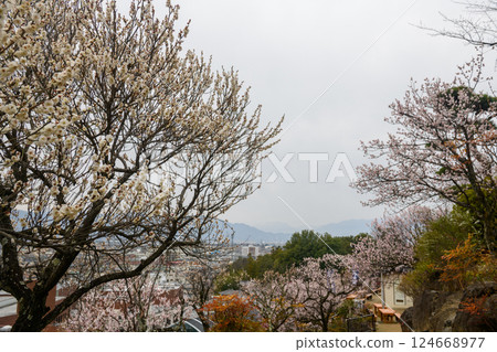 甲府市（山梨縣）風呂園的梅花與街景 124668977