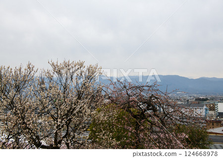 Plum blossoms and mountain ranges at Furoen Plum Garden in Kofu (Yamanashi Prefecture) 124668978