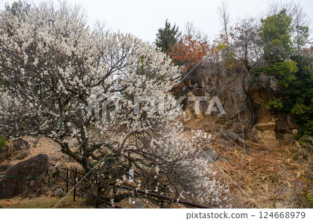梅花與不老園(山梨縣) 梅花與不老園(山梨縣) 124668979