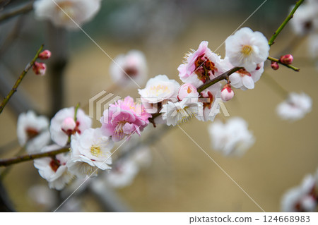 Two-colored plum blossoms in red and white, blooming in the Genpei style, at Furoen Garden in Kofu (Yamanashi Prefecture) 124668983