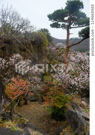 Plum and strange rock garden at Furouen (Yamanashi Prefecture) 124668988
