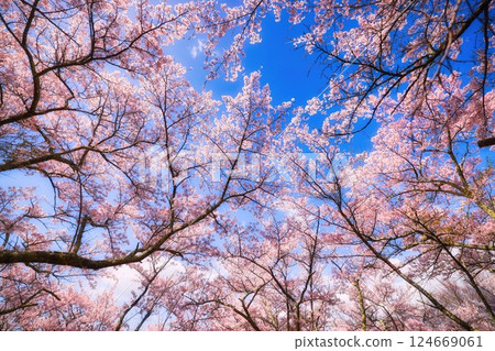 Cherry blossoms at Mount Hikari in Azumino, Nagano Prefecture Cherry blossoms at Mount Hikari in Azumino, Nagano Prefecture 124669061