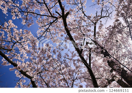 長野縣安曇野市光山的櫻花 124669151