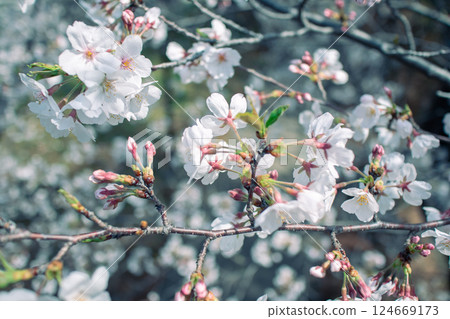 吉野櫻花樹 吉野櫻花樹 124669173