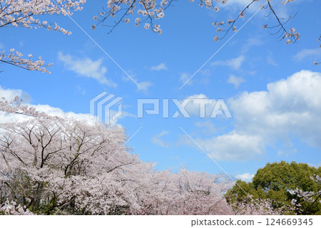  櫻花和藍天 124669345