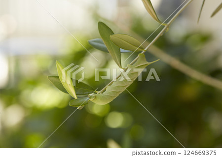 橄欖樹上的橄欖蠅幼蟲 橄欖樹上的橄欖蠅幼蟲 124669375