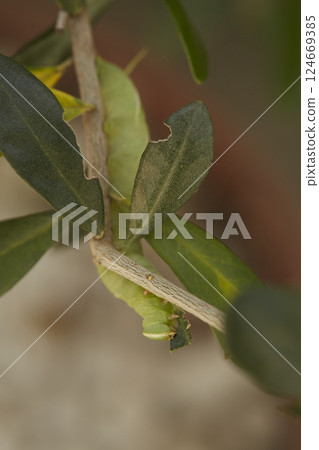 橄欖樹上的橄欖蠅幼蟲 124669385