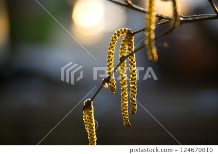 Sunlit catkins gracefully dangle from a tree branch, heralding the arrival of spring. Sunlit catkins gracefully dangle from a tree branch, heralding the arrival of spring. 124670010