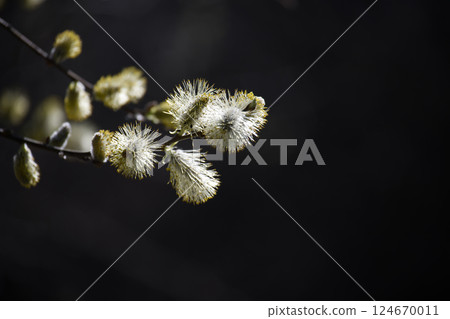 A close-up captures the soft, textured beauty of pussy willow blossoms against dark. A close-up captures the soft, textured beauty of pussy willow blossoms against dark. 124670011