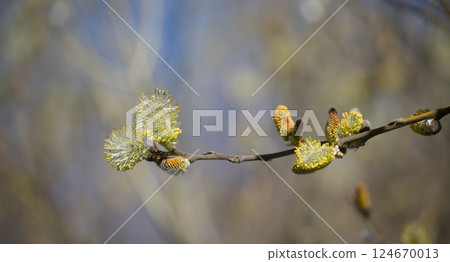Goat willow branch blooming in early spring Goat willow branch blooming in early spring 124670013