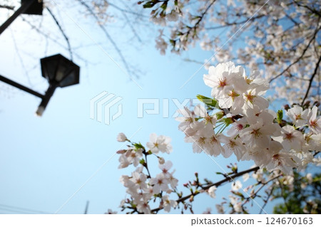 Blue sky and cherry blossoms in full bloom in the park 124670163