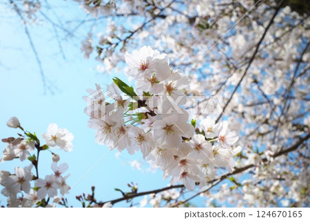 公園裡藍天和盛開的櫻花 公園裡藍天和盛開的櫻花 124670165