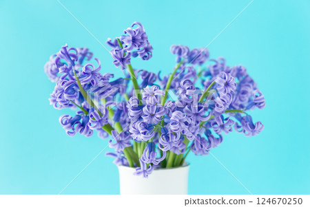 Hyacinth flowers, early spring hyacinths, cut flowers 124670250