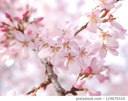 春季盛開的垂枝櫻花 春季盛開的垂枝櫻花 124670310