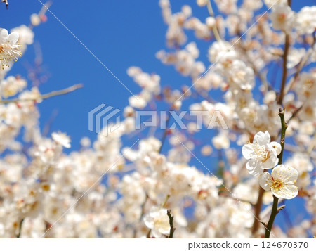 Bloom plum and blue sky 124670370