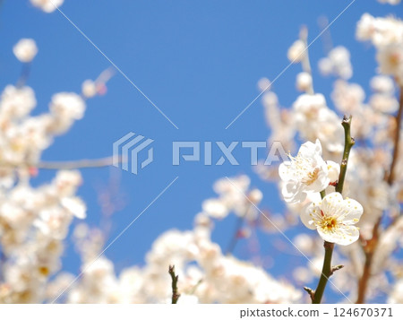 Bloom plum and blue sky Bloom plum and blue sky 124670371