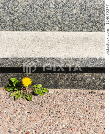 Singe flower grow on a concrete door step. Close view with copy space analog edit. Singe flower grow on a concrete door step. Close view with copy space analog edit. 124670377