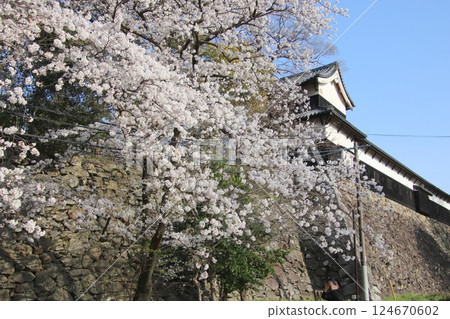 福岡城多聞櫓和福岡市的櫻花盛開 124670602