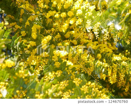 Mimosa in full bloom in spring Mimosa in full bloom in spring 124670760