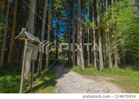 岐阜岩村城,通往城內的小路的樹木 岐阜岩村城,通往城內的小路的樹木 124670834