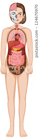 Detailed Human Anatomy Vector Illustration Detailed Human Anatomy Vector Illustration 124670970